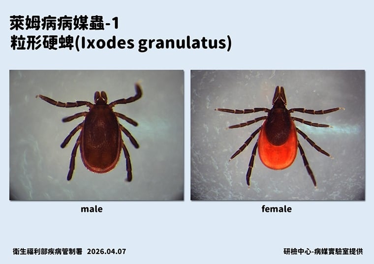 今年首例境外移入萊姆病！ 6旬女性自瑞典返台後發病