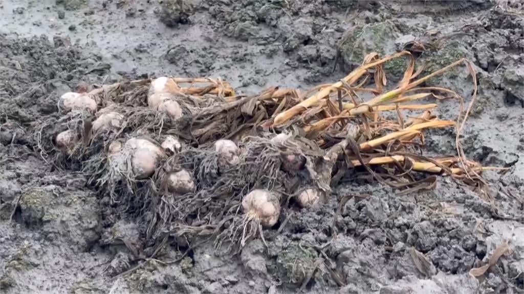 連日豪雨重創農作！　雲林蒜頭「開瓣受損」　藍綠立委盼盡快啟動災後救助