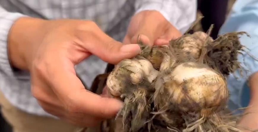 連日豪雨重創農作！　雲林蒜頭「開瓣受損」　藍綠立委盼盡快啟動災後救助