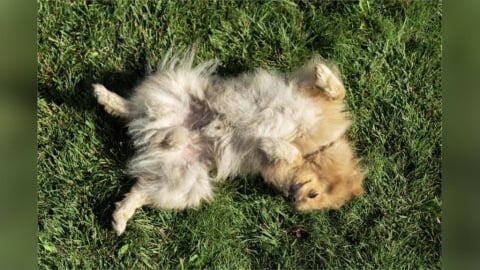 上班直接開睡！工廠保全四腳朝天　躺椅翻肚萌翻網友