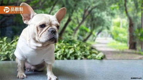 台中驚見「2歲法鬥」棄屍草叢!主人面臨萬元罰鍰