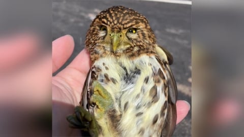 貝殼廟旁車頂驚見呆萌「憤怒鳥」久不飛離 動保處即刻救援