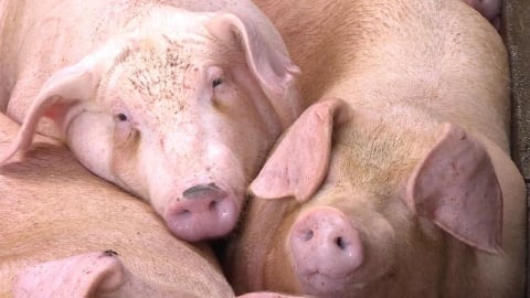 台灣重返非洲豬瘟非疫國! 農業部防檢署表現獲國際認證