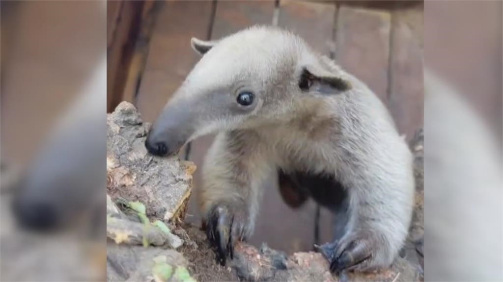 高雄野森動物學校食蟻獸誕生 TWICE粉絲狂投「周子蟻」人氣旺