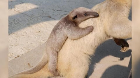 高雄野森動物學校食蟻獸誕生　ＴＷＩＣＥ粉絲狂投「周子蟻」人氣旺