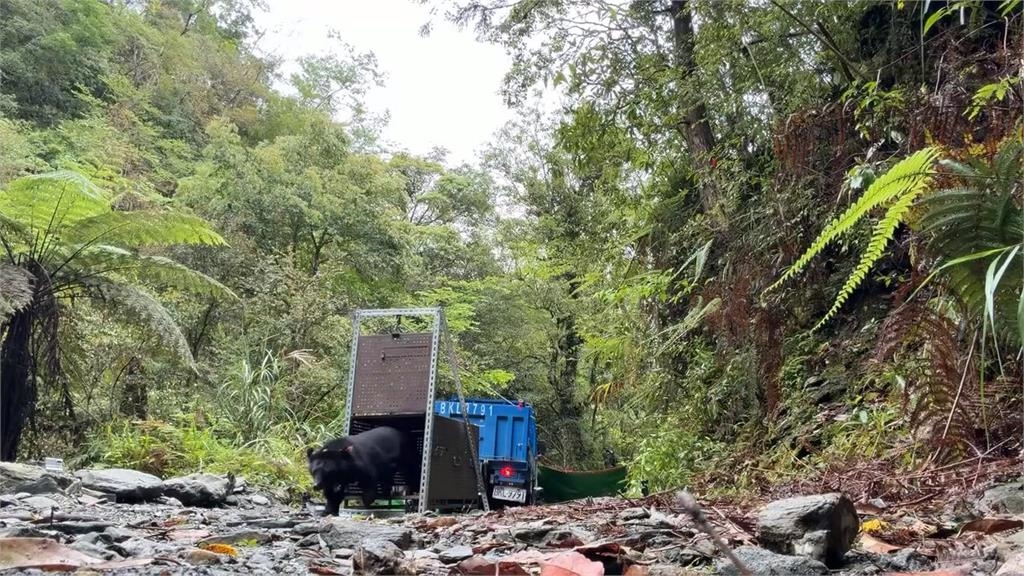 母女同日野放創紀錄　台灣黑熊烏莉.慕娃返回山林
