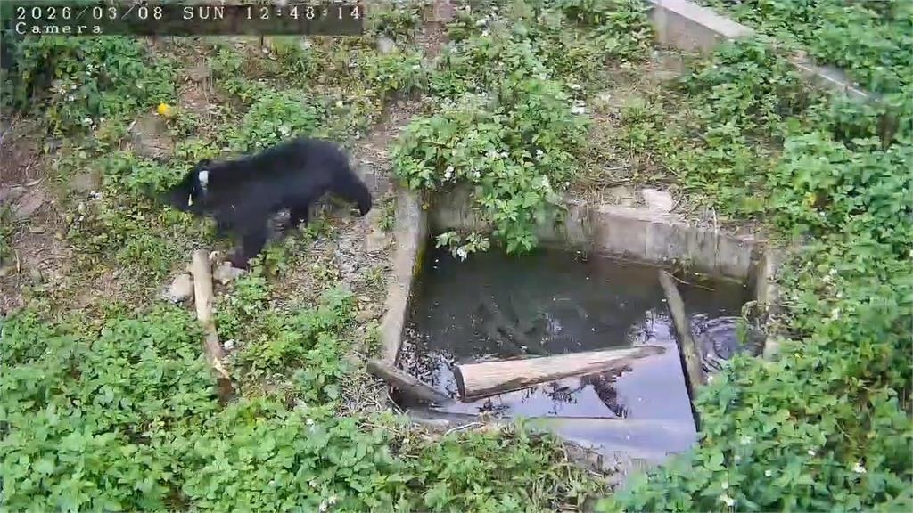 母女同日野放創紀錄　台灣黑熊烏莉.慕娃返回山林