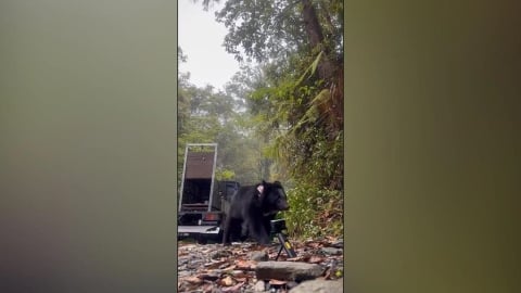 母女同日野放創紀錄 台灣黑熊烏莉.慕娃返回山林