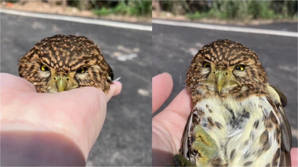 車停路邊「憤怒鳥」車頂霸位！畫面流出「超萌一粒」私下真面目超凶猛
