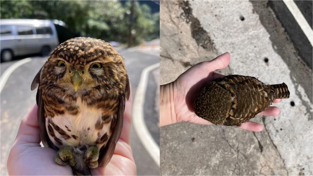 車停路邊「憤怒鳥」車頂霸位！畫面流出「超萌一粒」私下真面目超凶猛