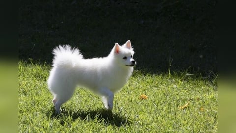 寵物飼主注意！中壢運動公園驚見紅火蟻　區公所急處置：已投藥防治