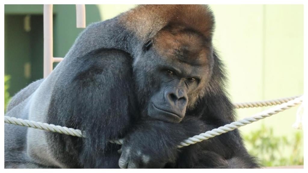 日本最帥猩猩「禁慾氣場全開」吸1850萬人觀看！網看驚：根本木村拓哉！