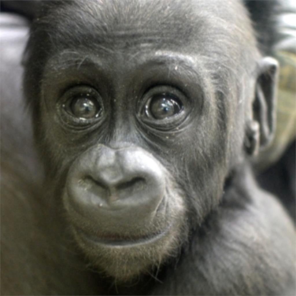 日本最帥猩猩「禁慾氣場全開」吸1850萬人觀看！網看驚：根本木村拓哉！