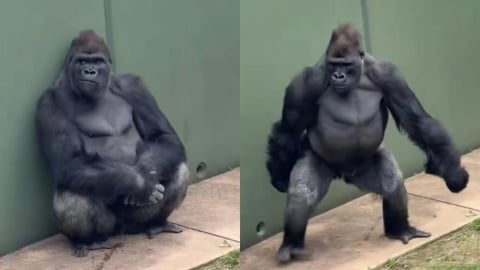 日最帥猩猩「禁慾氣場全開」吸1850萬人氣　網看13歲「清正」驚：超強基因！