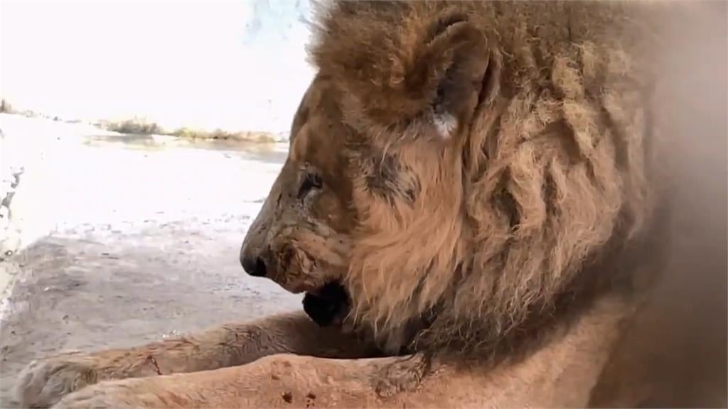 壽山動物園「二哥」被懷疑受虐！　台灣網友助澄清：已經是老爺爺