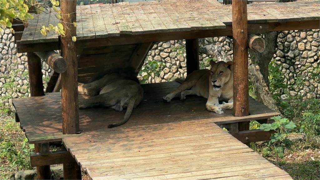 壽山動物園「二哥」被懷疑受虐！　台灣網友助澄清：已經是老爺爺