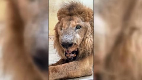 壽山動物園「二哥」被懷疑受虐! 台灣網友助澄清:已經是老爺爺