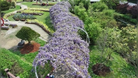杉林溪遊園車墜谷案！　遊客狂掉兩萬人　園區祭門票減５０元優惠