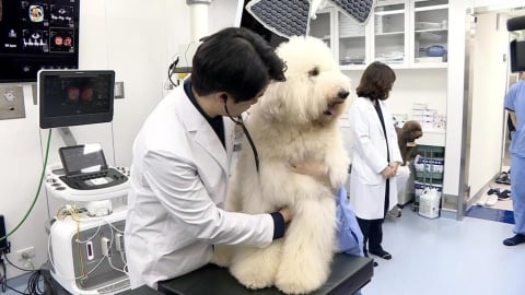 異言堂／毛孩夯  「這類」獸醫竟喊缺：永遠補不滿   食安恐陷風險