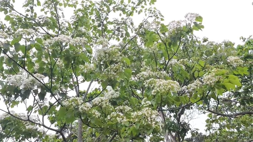 苗栗桐花季開跑　鍾東錦扮土地公發麻糬「黏財」