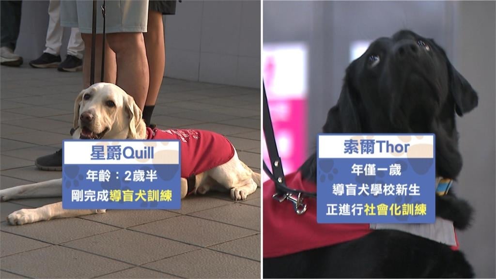 響應4/11國際寵物日　北捷「狗狗友善列車」正式啟航