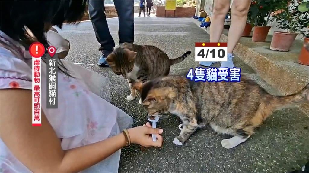毛孩哀鳴淚不止！　猴硐貓遭噴辣椒水　志工發文求助揪凶手