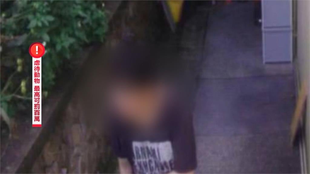 毛孩哀鳴淚不止！　猴硐貓遭噴辣椒水　志工發文求助揪凶手
