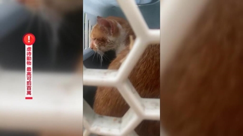 毛孩哀鳴淚不止！　猴硐貓遭噴辣椒水　志工發文求助揪凶手