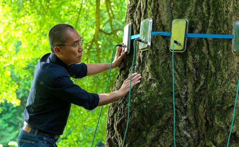 梁朝偉《你是不會當樹嗎》助銀杏樹完成第一次的「性體驗」。(圖/海鵬提供)