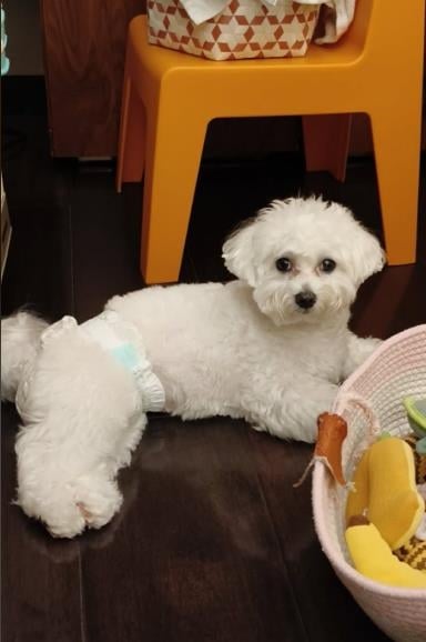 快新聞/如何維護毛小孩健康?生病吃藥還不夠 挑選寵物食品應注意5件事