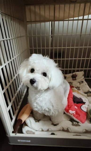 快新聞/如何維護毛小孩健康?生病吃藥還不夠 挑選寵物食品應注意5件事