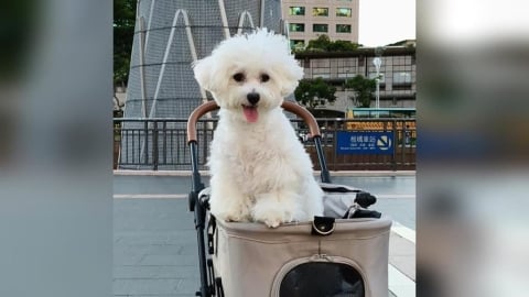 如何維護毛小孩健康？生病吃藥還不夠　挑選寵物食品應注意5件事