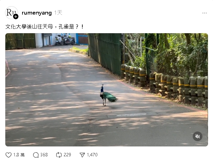 他在陽明山驚見「野生孔雀」秒發文！網挖「版主真實身分」愣住：白米炸彈客？