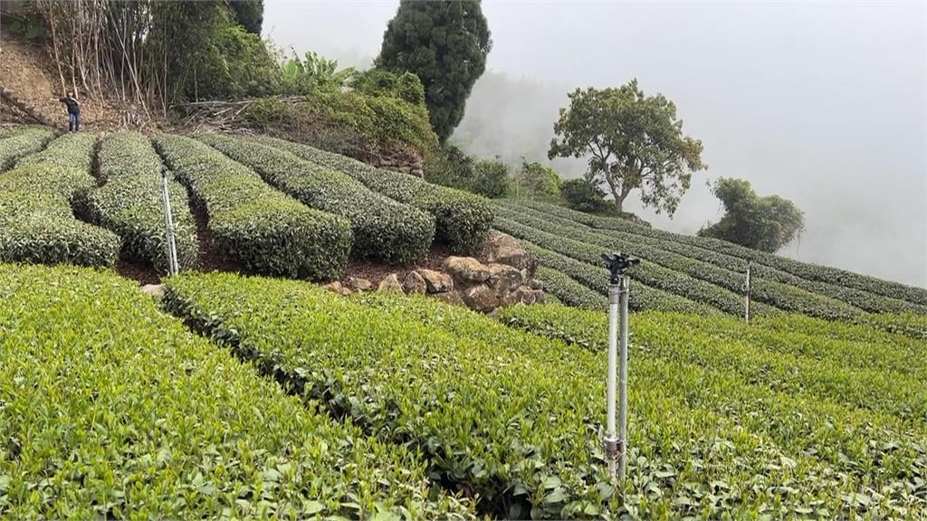 瞎扯「台灣茶葉、技術」都從中國傳來！館長遭茶農PO片狠打臉：就是NO.1