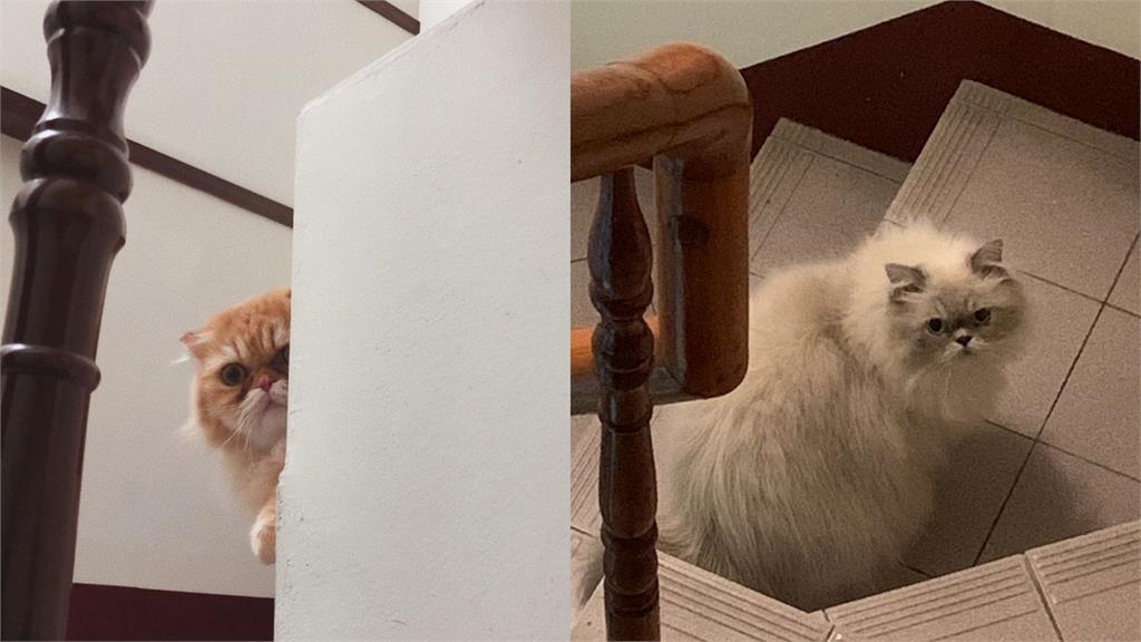 貓奴一直都被騙了！日專家破解貓咪「剩飯真相」：不是吃不下...3招改善食慾