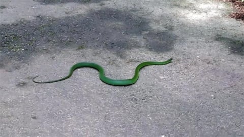 70旬老翁遭蛇咬竟「嘴吸毒血」帶蛇騎車衝急診！醫揭「3大錯誤」處理方式