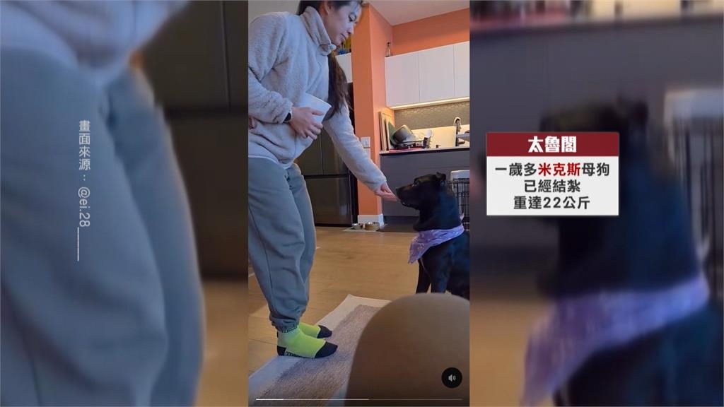 加拿大夫妻單車環台黑狗一路跟　跨國認養成功收編取名「太魯閣」