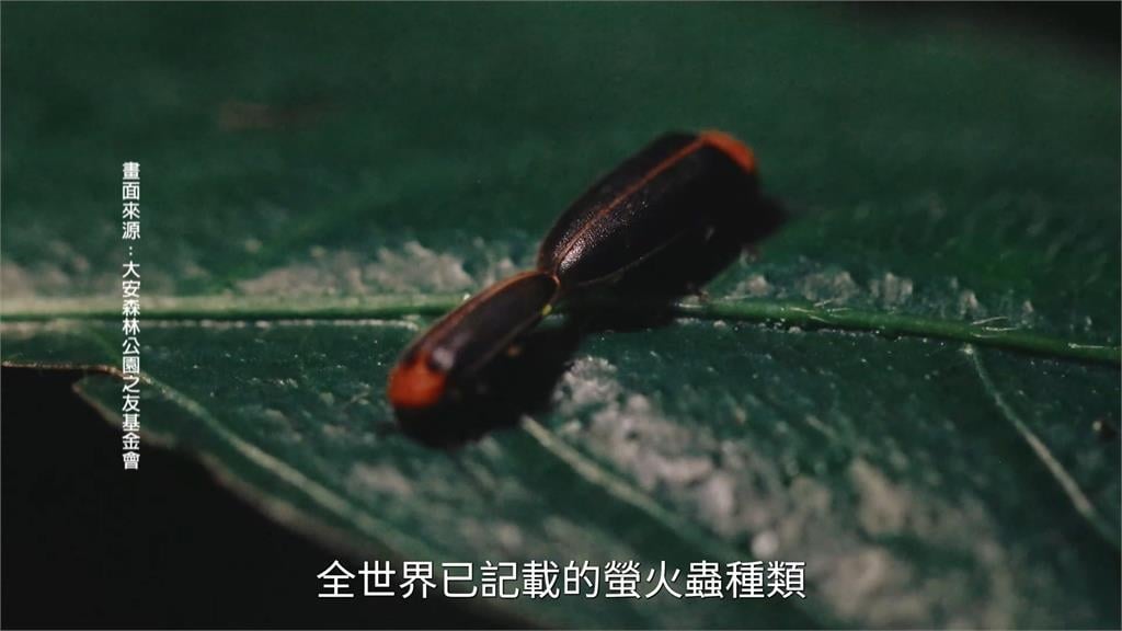 音樂點亮夜空!大安森林公園螢火蟲季10週年 簡文秀.三金歌王殷正洋同台飆唱