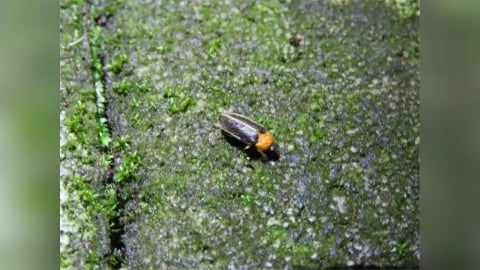 北橫賞螢季節來了！桃園大溪復興熱點地圖攻略 追尋夢幻黑翅螢