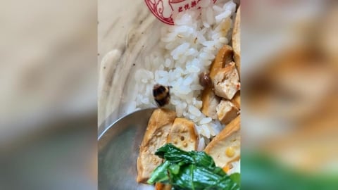 「君悅排骨」吃到蟑螂頭！消費者直呼噁心　店長道歉退款