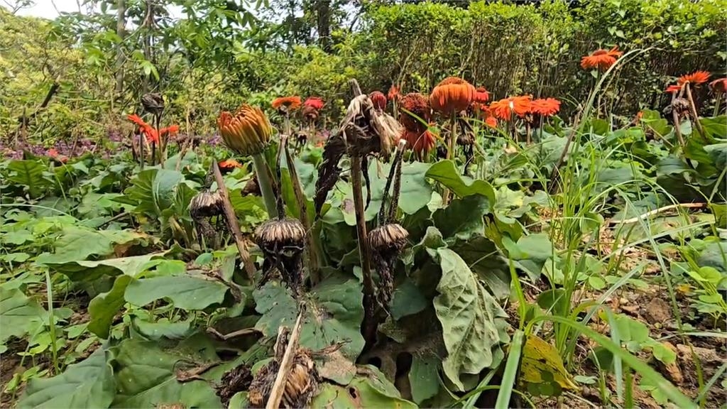 新竹18尖山賞枯花?整片花叢爛光 市府:強降雨所致