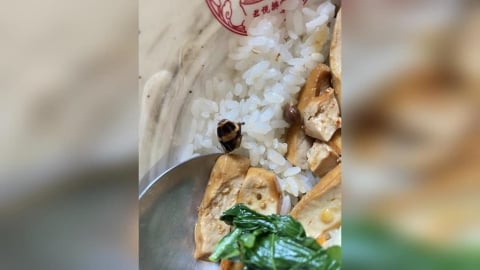 君悅排骨被爆飯菜驚現「蟑螂頭」 反映竟回「換一碗」當事人批冷處理