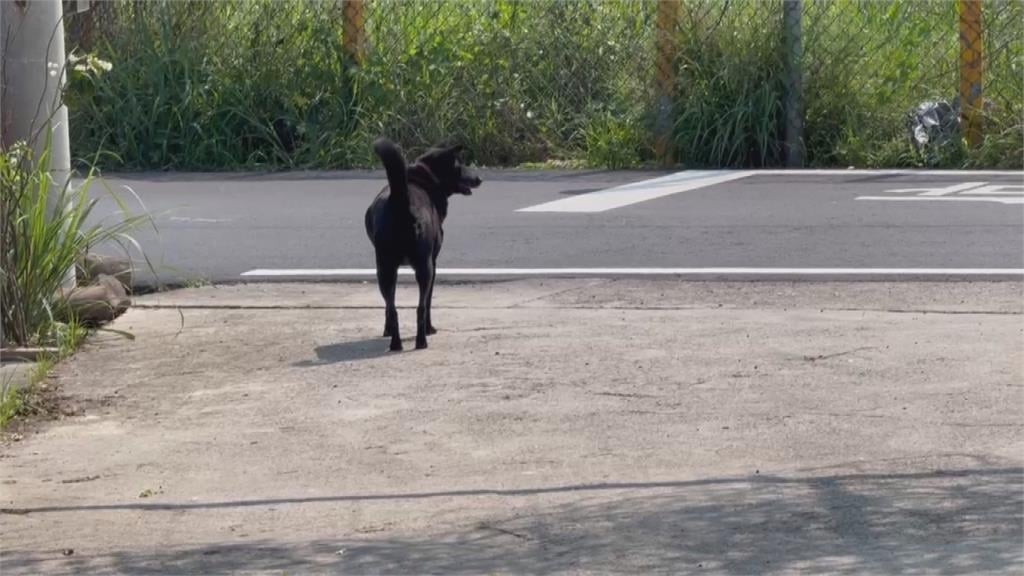 彰化猛犬追人！孕婦嚇到險摔車　曝至少被追十次