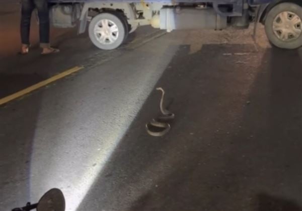 眼鏡蛇突竄路中央嚇壞騎士…急煞釀追撞　網笑：牠忘記戴眼鏡出門走錯