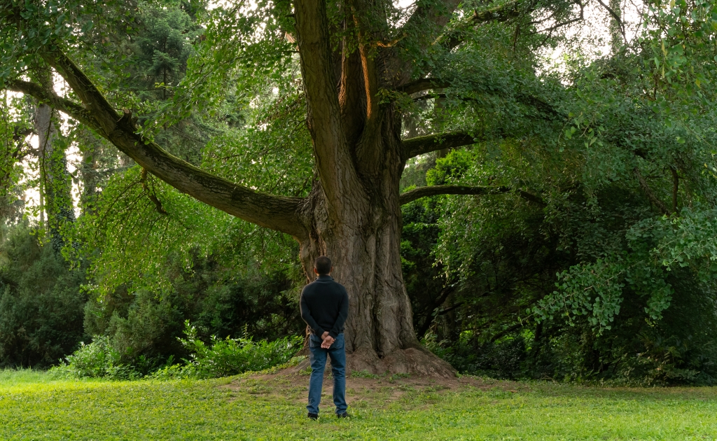 梁朝偉尬戲百年銀杏樹　《你是不會當樹嗎》好評稱霸威尼斯影展