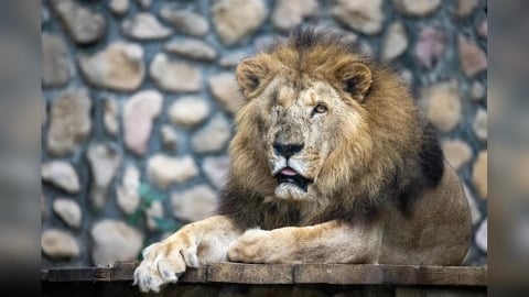 二哥走了！壽山動物園23歲非洲獅辭世　16年陪伴成最暖生命教育