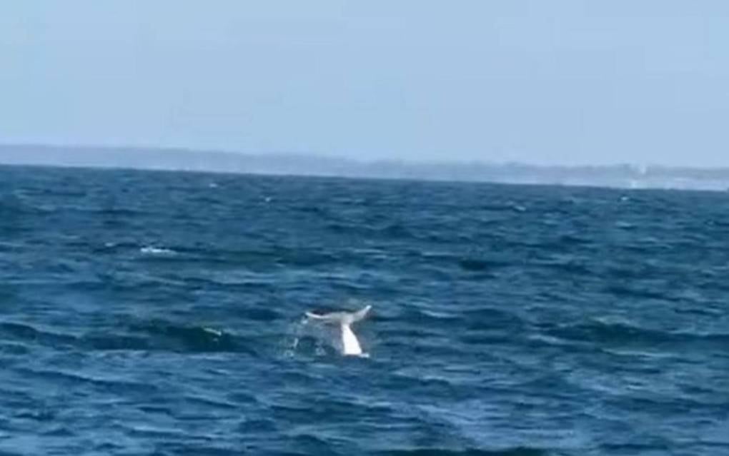 快新聞／台南海域回春？蚵棚不只養殖　白海豚現蹤震撼漁民