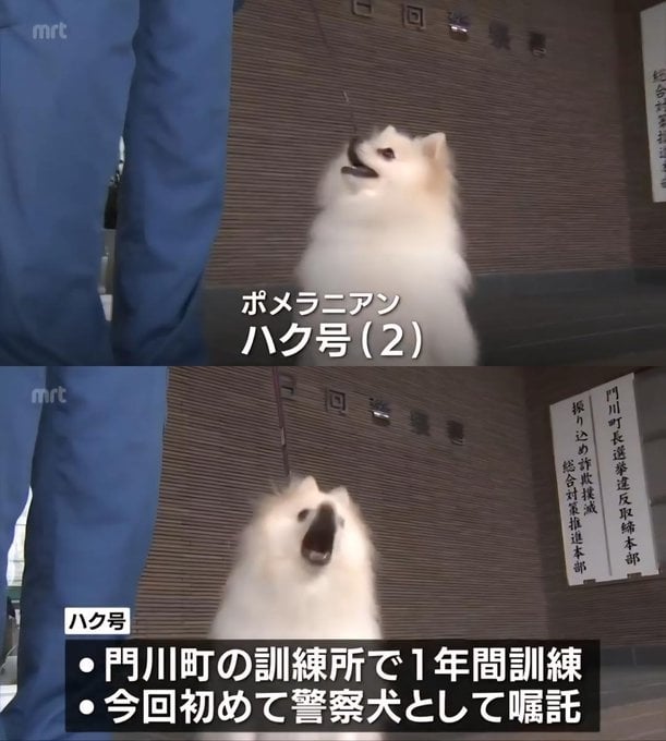 日本「博美警犬出道」不只是吉祥物！超強身手萌翻千萬網友