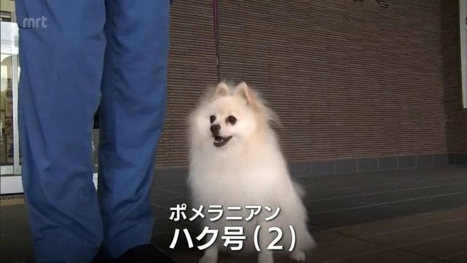 日本「博美警犬出道」不只是吉祥物！超強身手萌翻千萬網友
