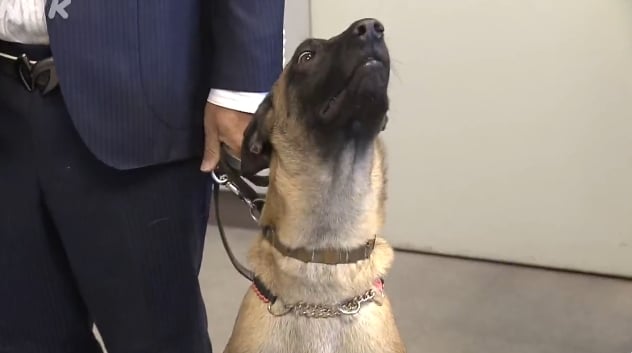 日本「博美警犬出道」不只是吉祥物！超強身手萌翻千萬網友